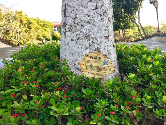 no.    铁海棠(euphorbia milii ch. des moulins)