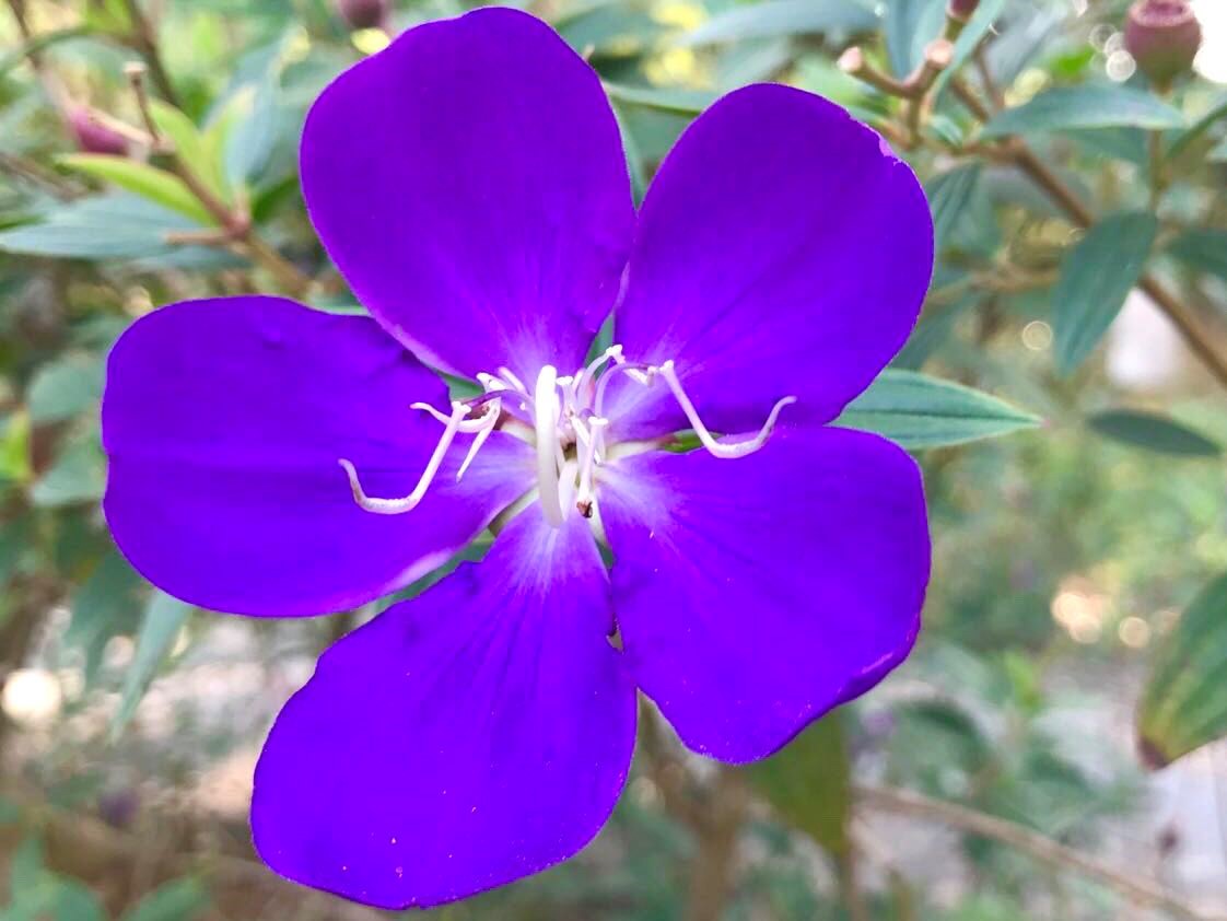 凤凰木:小白,你是哪个系的?